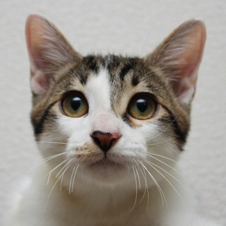 ★音（おと）★甘えん坊なニャンズの里親募集中♪