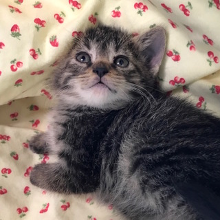 愛らしい＊あめちゃん＊おうちが決まりました。