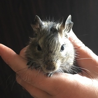 里親様が決定致しました。ありがとうございました！