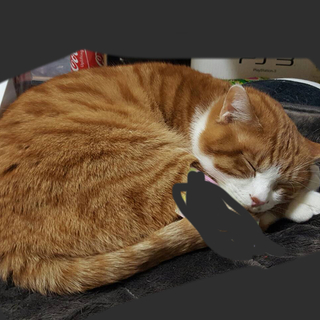 茶トラ 2015.05.27生まれ