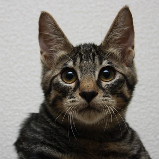 ★響（きょう）★甘えん坊なニャンズの里親募集中♪