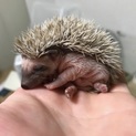 ハリネズミのこども（生後１～２ヶ月）