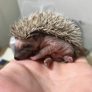 ハリネズミのこども（生後１～２ヶ月）
