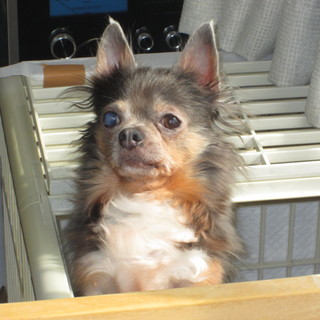急募チワワ牡です