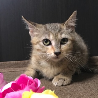 お家が決まりました