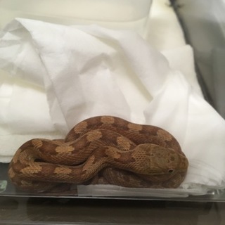 エバーグレイズラットスネーク