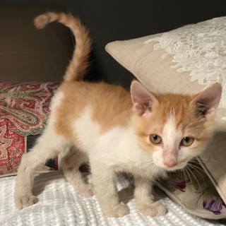 おうちのねこになりました。肩乗りハチワレ茶白