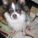 チワワ牡の里親急募です