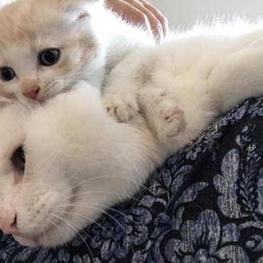 ブランとも相性が良いみたい