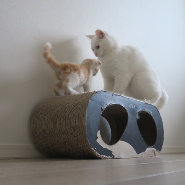 弟がやってきました。