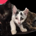 3ヶ月の女の子です