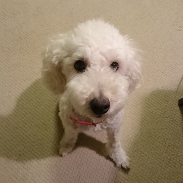 かわいいユンディ君、いつも部屋で帰りを待っています。