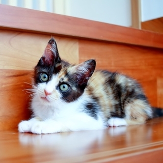 かわいい三毛猫さん よいご縁がありました