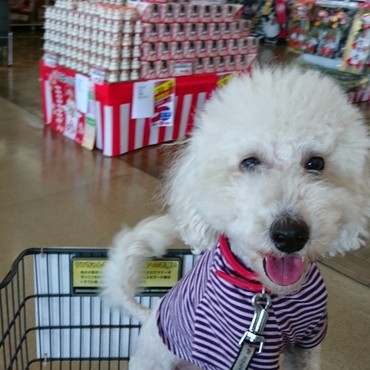 ペット可のホームセンターでの買い物中
