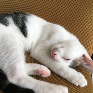 臆病ですが慣れれば人懐こい猫です！