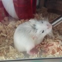 ロボロフスキーハムスター