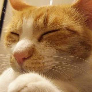 人懐こい5歳のメス猫です(^^)