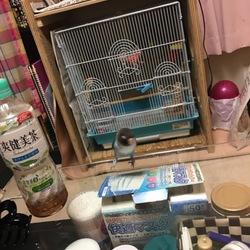 「元気な二羽！」サムネイル2