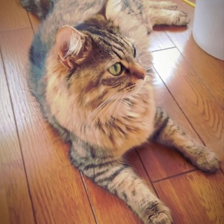 【里親様決定！】おしゃべりな甘えん坊男の子