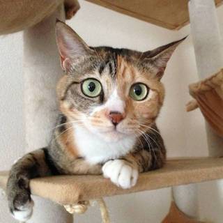 美人なツンデレ6歳メス猫です(^^)