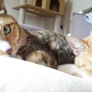 メスの成猫２匹同時募集(^^)