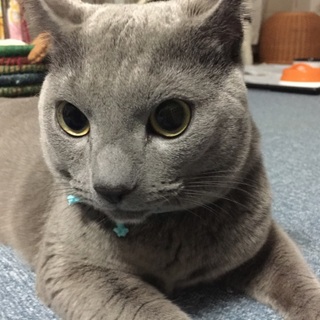 飼育放棄されたロシアンブルーの健太です。