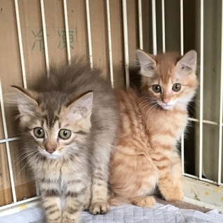 半長毛3兄弟です！