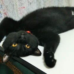 「クーちゃんの「おててとあんよ」」サムネイル1