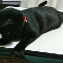 「クーちゃんの「おててとあんよ」」サムネイル2