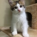 長毛ミックス子猫