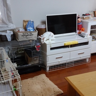 ジャンプ力に磨きをかける事に余念がありません。危ないので、辞めてほしいと家族みんな望んでいますが…