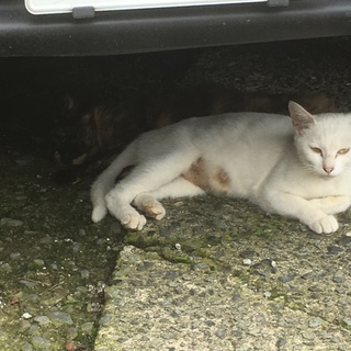 【急募】1〜2歳のネコです