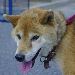 【助けて下さい‼︎時間がないです！】柴犬風わんこ