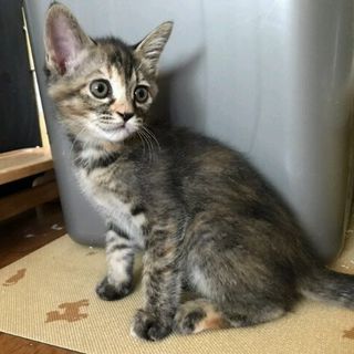 見た目も性格も100%のキジトラです。