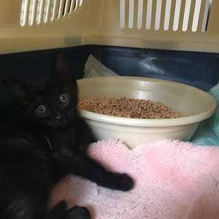 やんちゃな甘えっ子です。