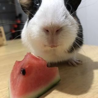 急募！モルモット