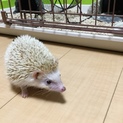 ハリネズミ（オス）の里親募集