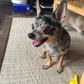 里親決定しました。