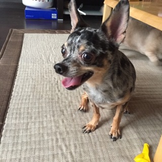 里親決定しました。