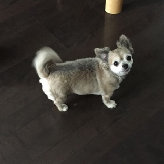 里親決定しました。