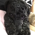 保護犬プードルくん