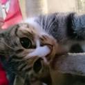 2歳メスの猫お譲りします。