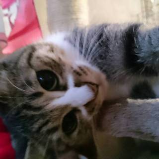 2歳メスの猫お譲りします。