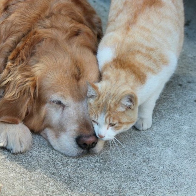 とねとねのカバー写真