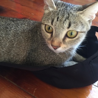 キジトラのメス猫ちゃん