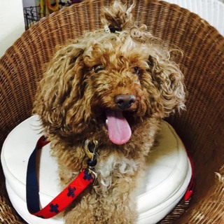 緊急！！里親さん探してます！