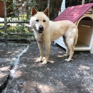 秘境祖谷に捨てられた子の家族になってください。