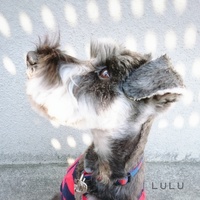 LULU