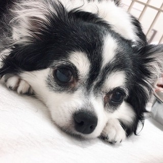 ゆいちゃん♀　推定7才