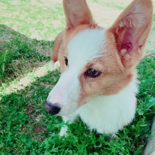 コーギーとチワワのMIX犬です。